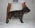 /album/galeria-de-fotos-ninhada-c1-scooby-doo-x-cheetara-de-la-fogueira-/a6-macho-tigre-escuro-2-jpg1/